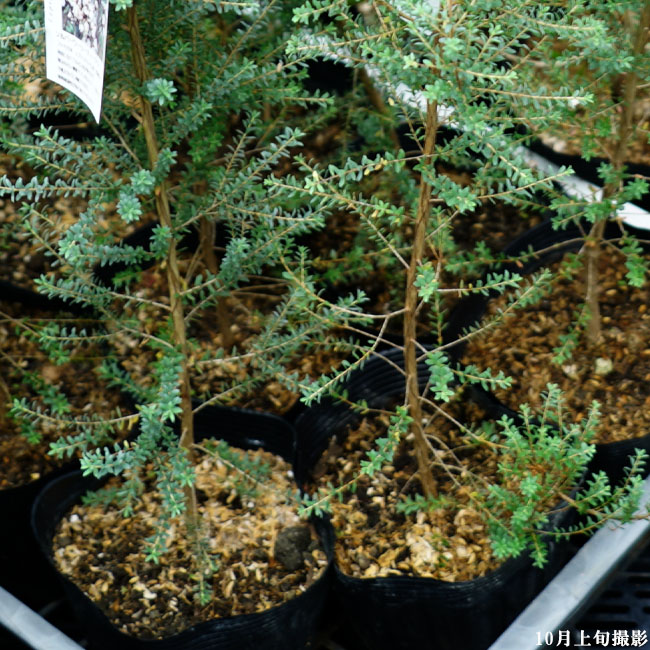 シルバーウーリーティーツリー レプトスペルマム