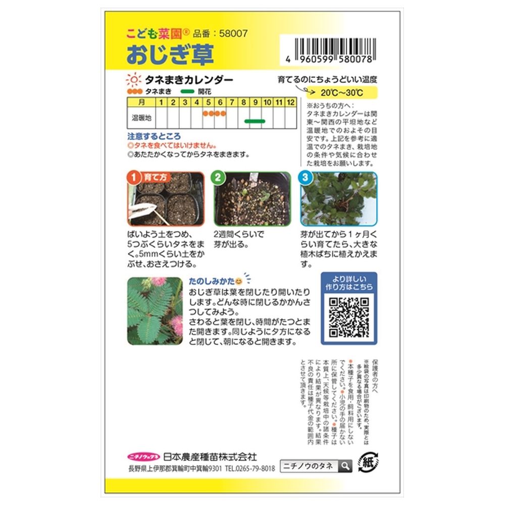 おじぎ草 おじぎ草 1