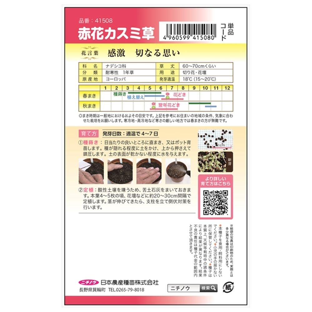 カスミソウ 赤花かすみそう 1