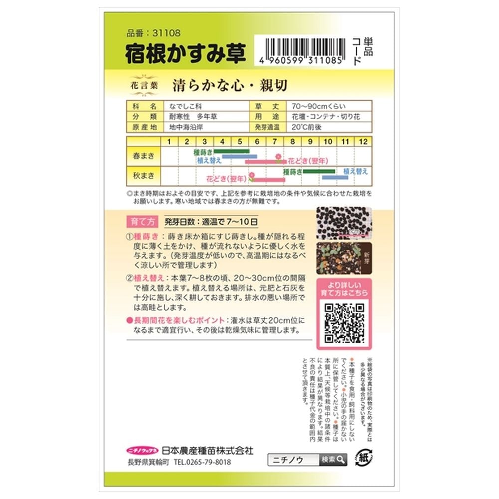 宿根カスミソウ 宿根かすみ草 1