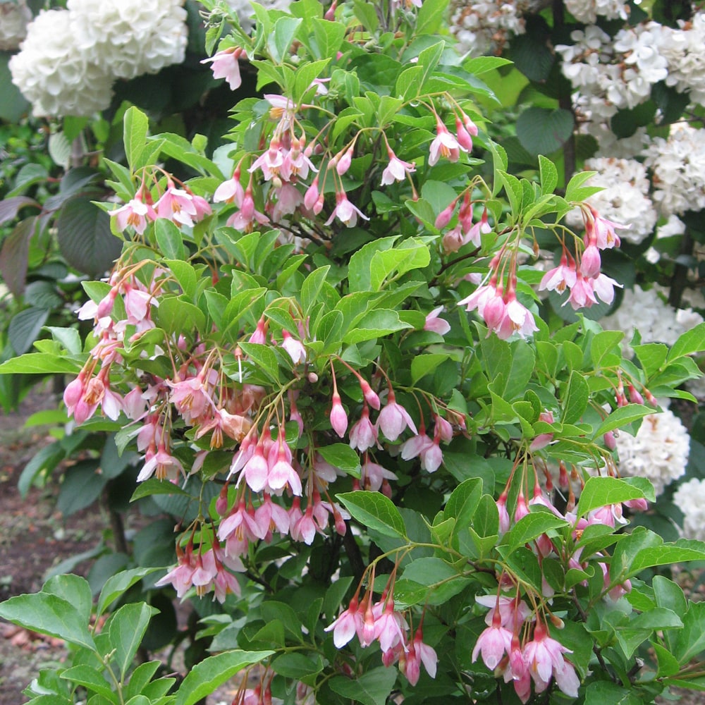 エゴノキ レディベルコンパクタ 1