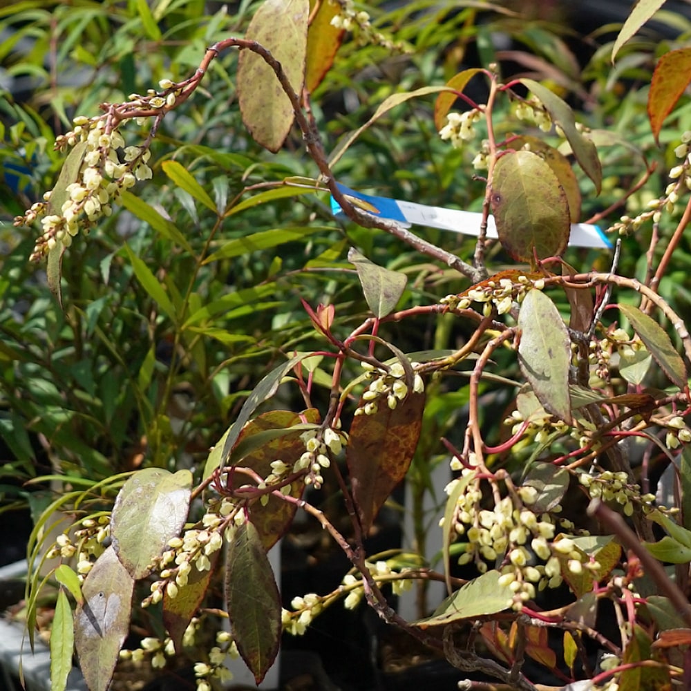 トキワキブシ シルバーウルフ 1