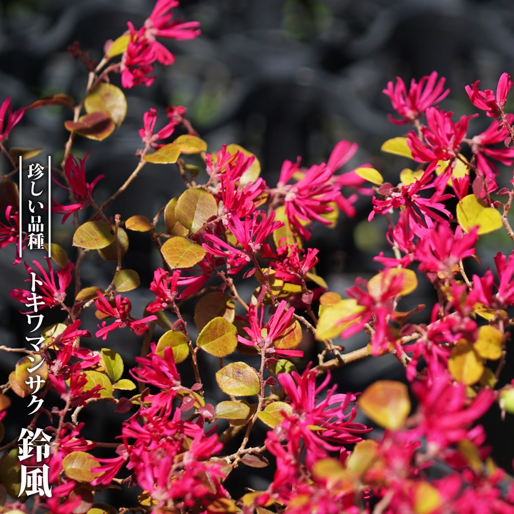 トキワマンサク 鈴風 