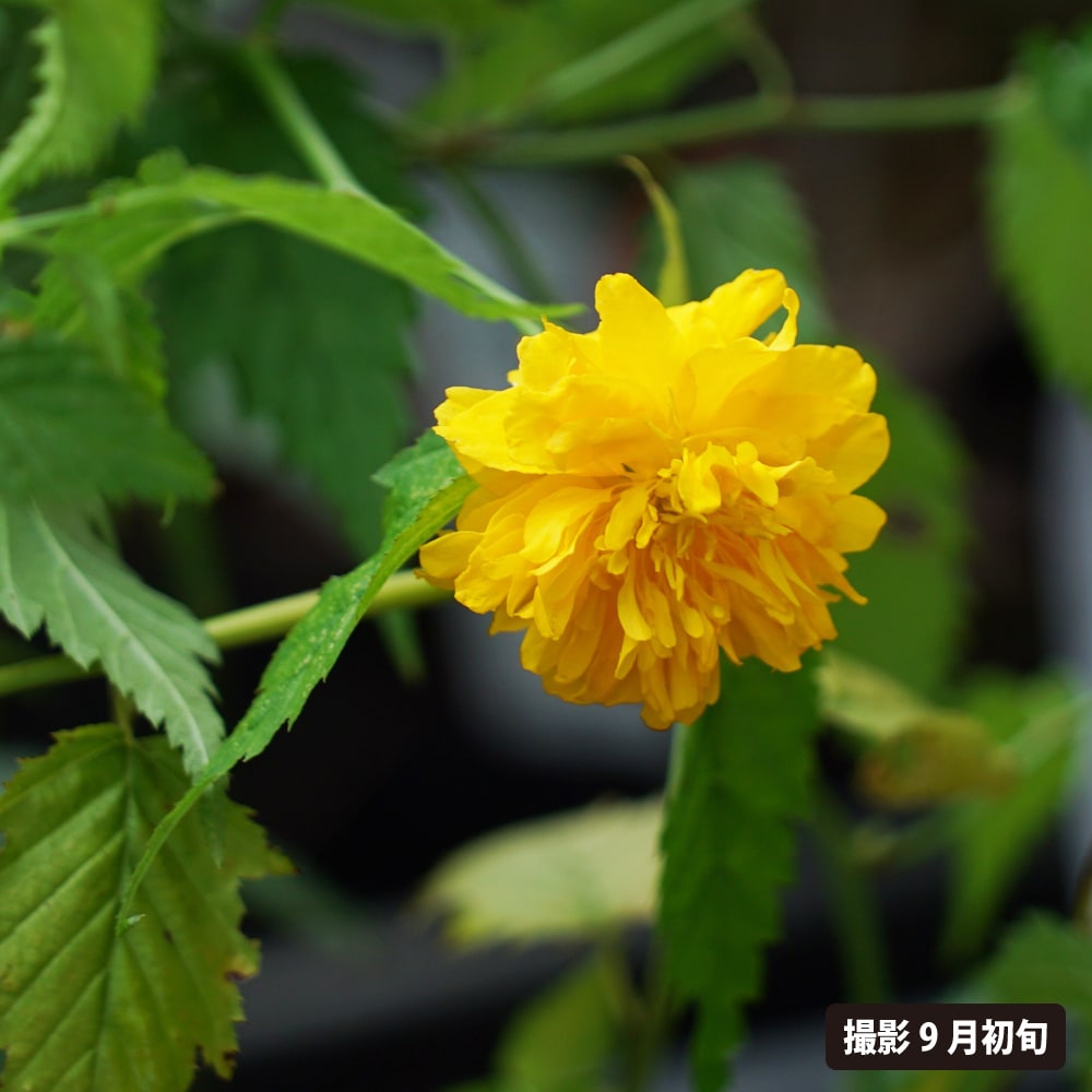 ヤマブキ 八重咲 巨大輪 1