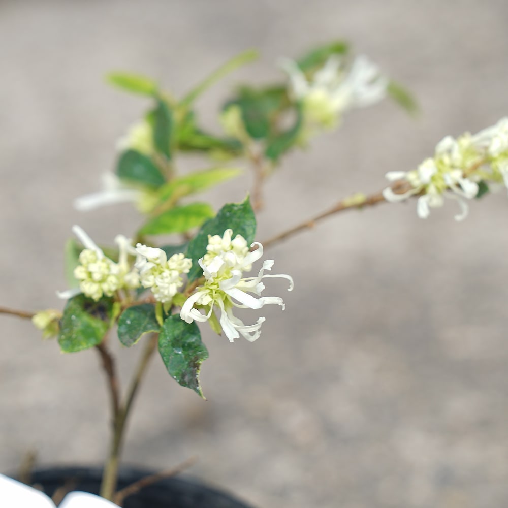 トキワマンサク 緑水 ＰＶＰ 4