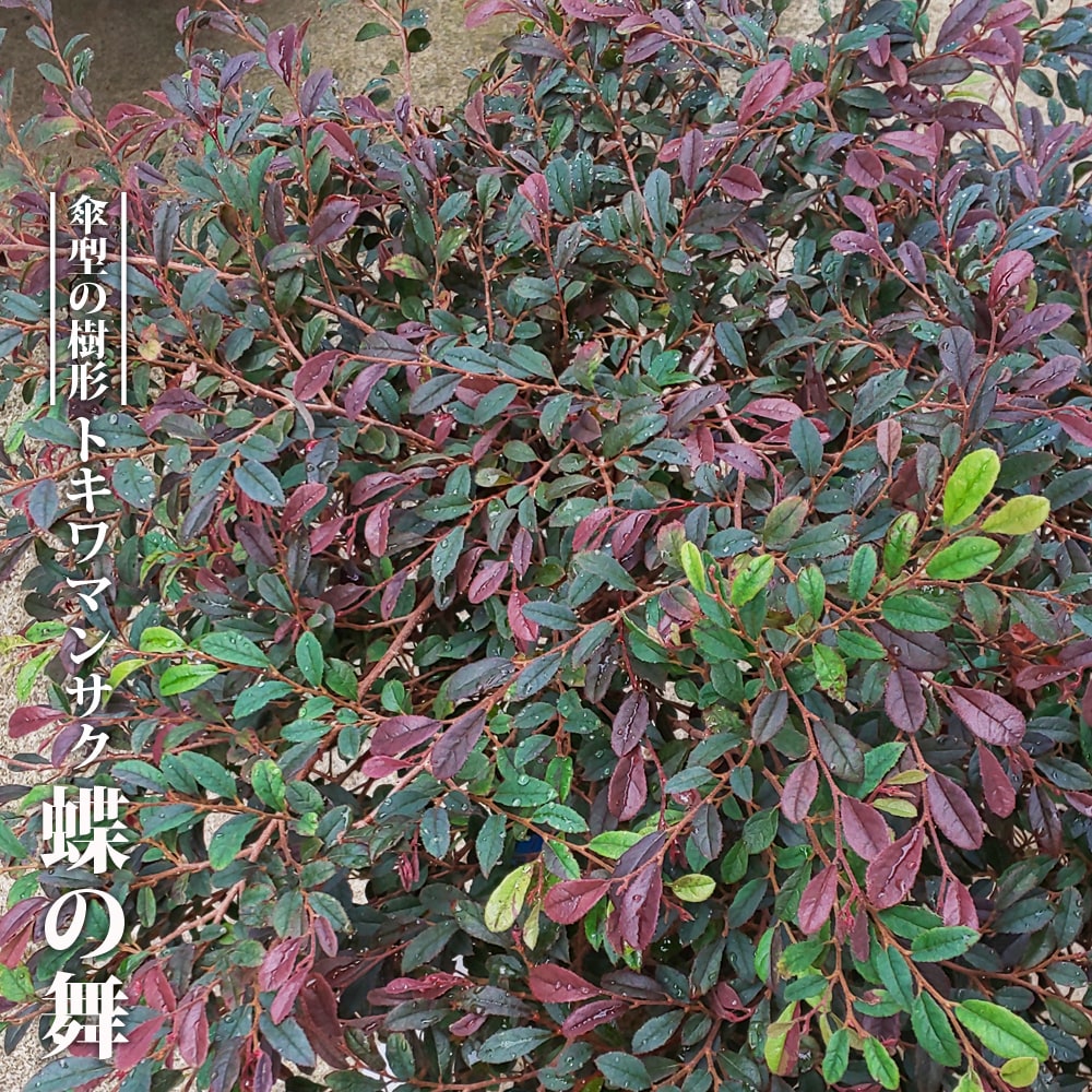 トキワマンサク 蝶の舞ＰＶＰ 