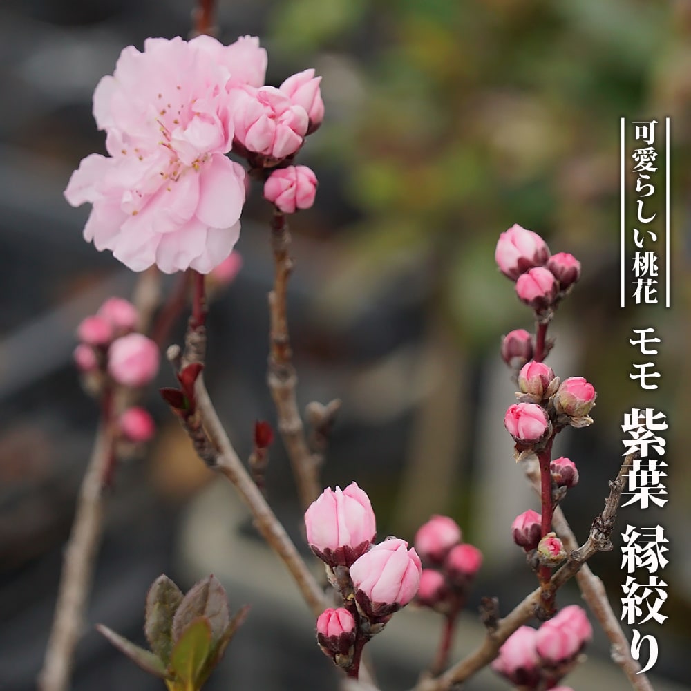 モモ 紫葉 縁絞り 