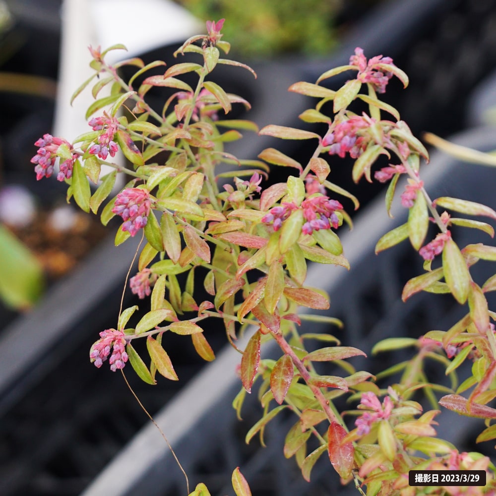 ブルーベリー ビルベリー ローザスブラッシュ 1