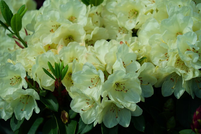 シャクナゲ “ウィリアムキング”