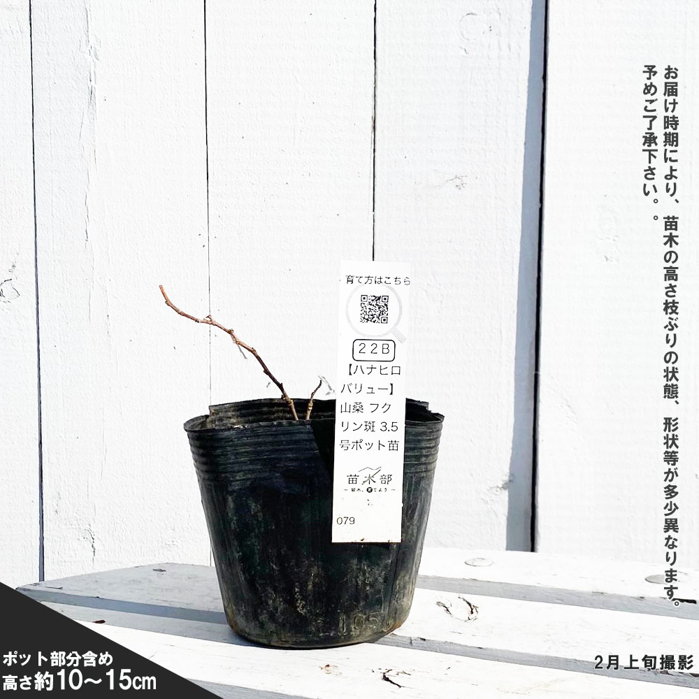 桑(マルベリー) 山桑 フクリン斑 3