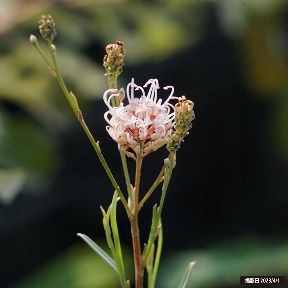 グレビレア エンドリチェリアナ 4