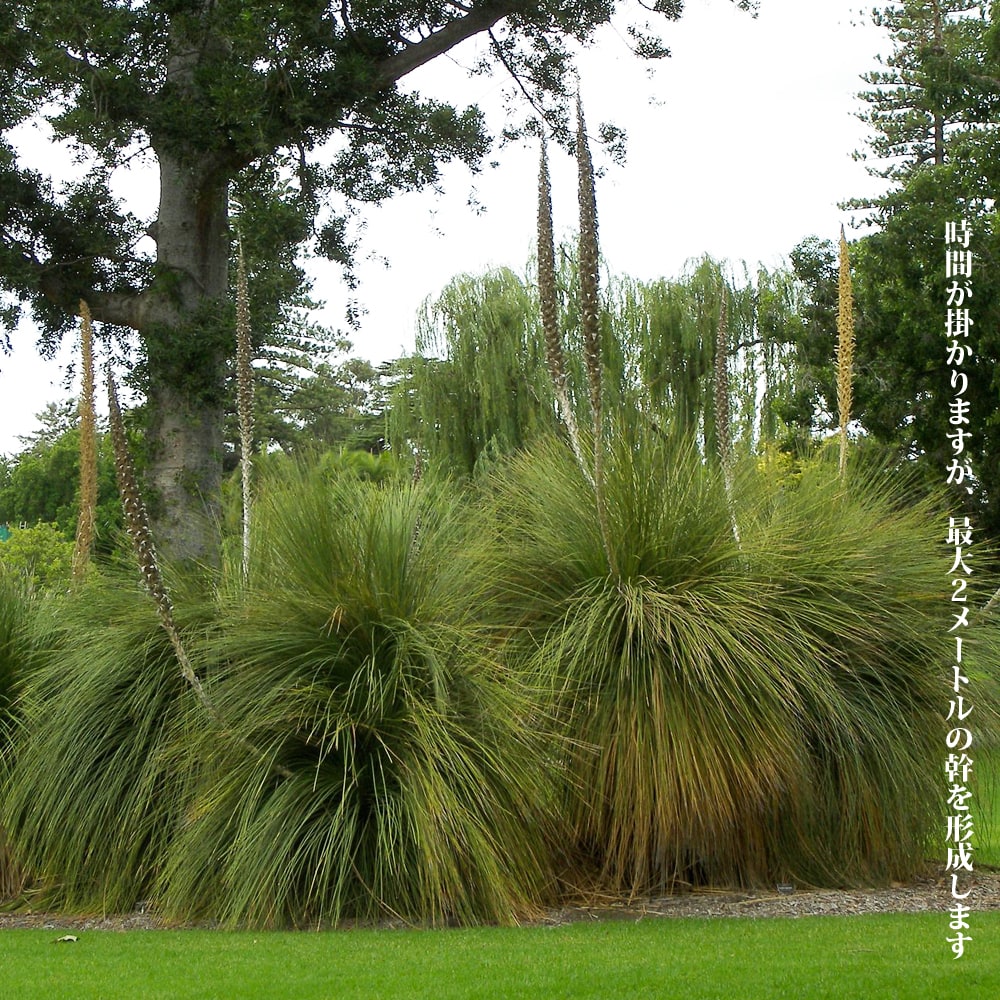 ダシリリオン ロンギシマム 2