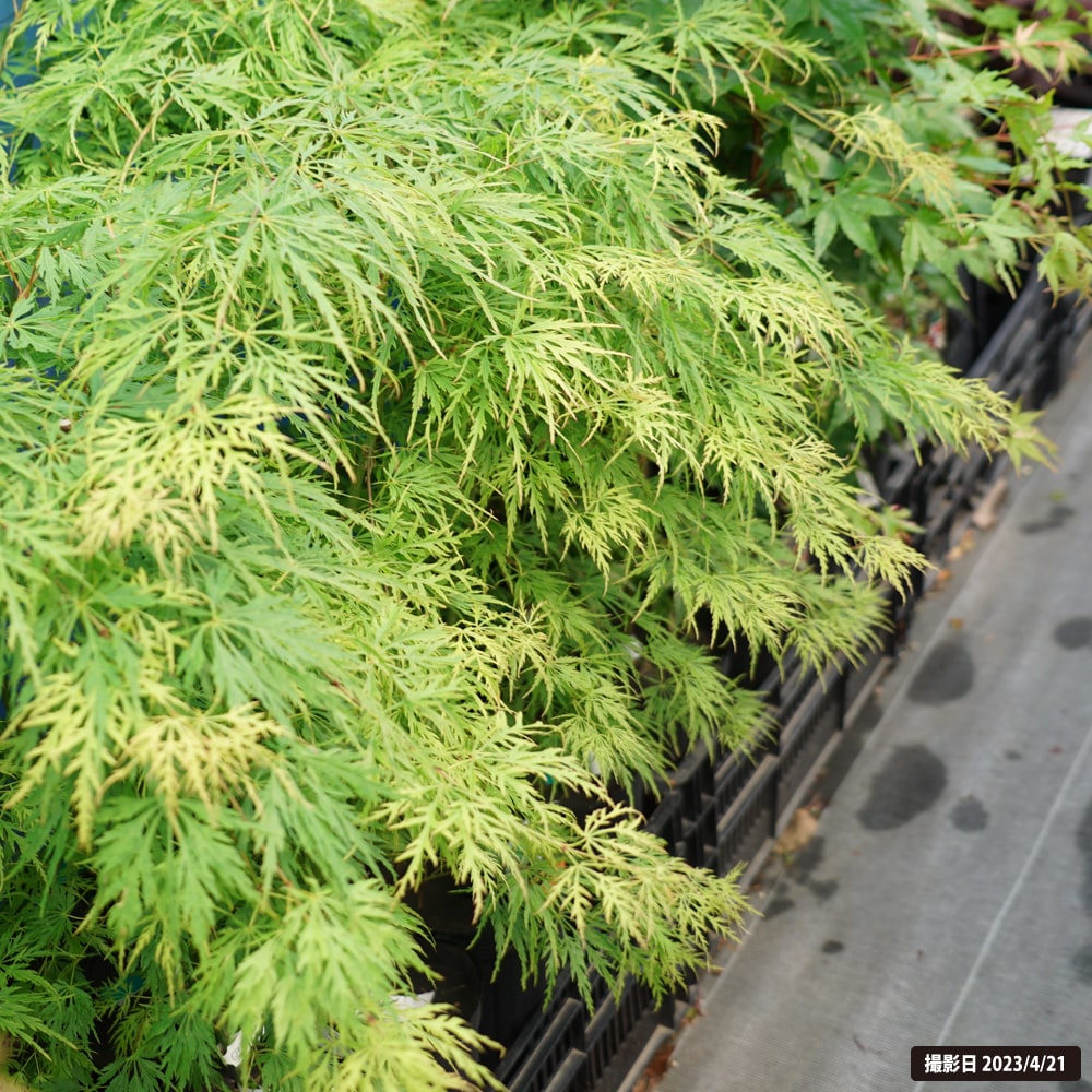 カエデ・もみじ 青しだれ 2