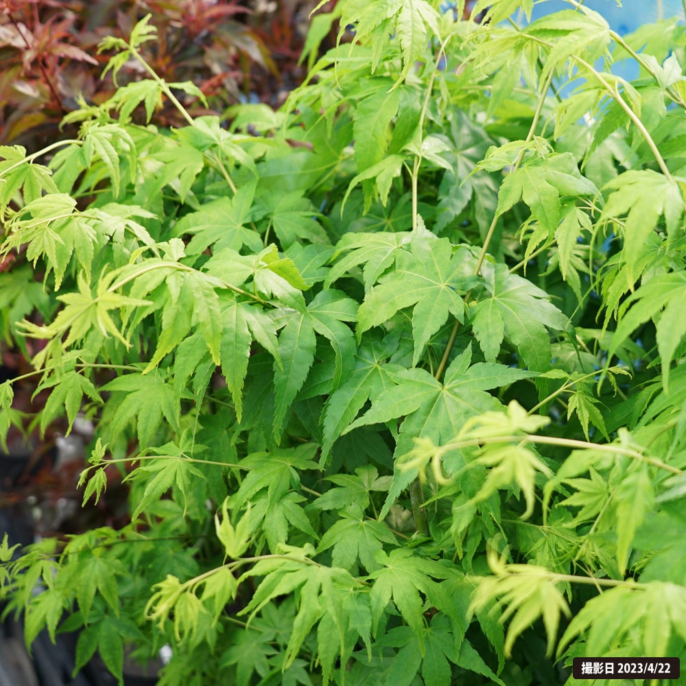 カエデ・もみじ 青柳 1