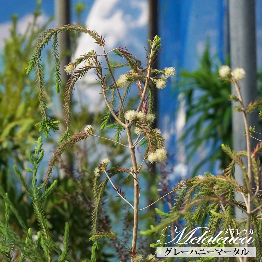 メラレウカ グレーハニーマータル 