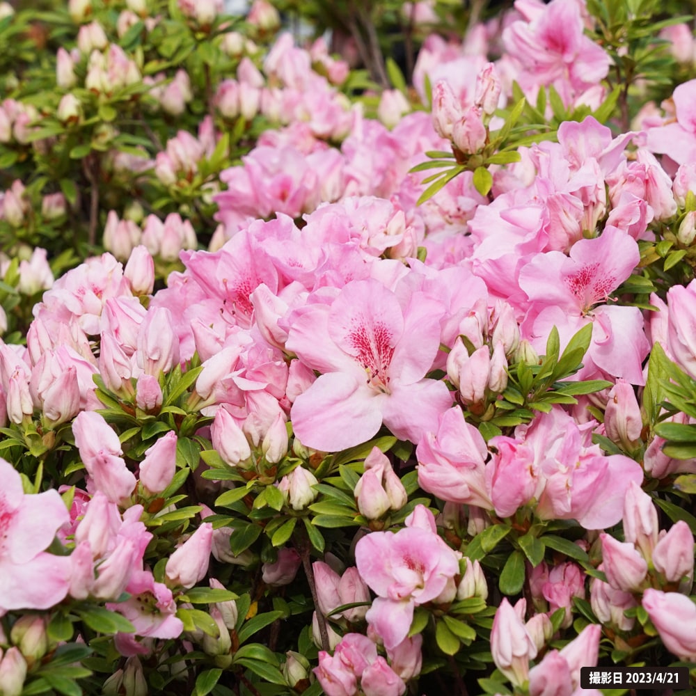 サツキ 春化粧 3