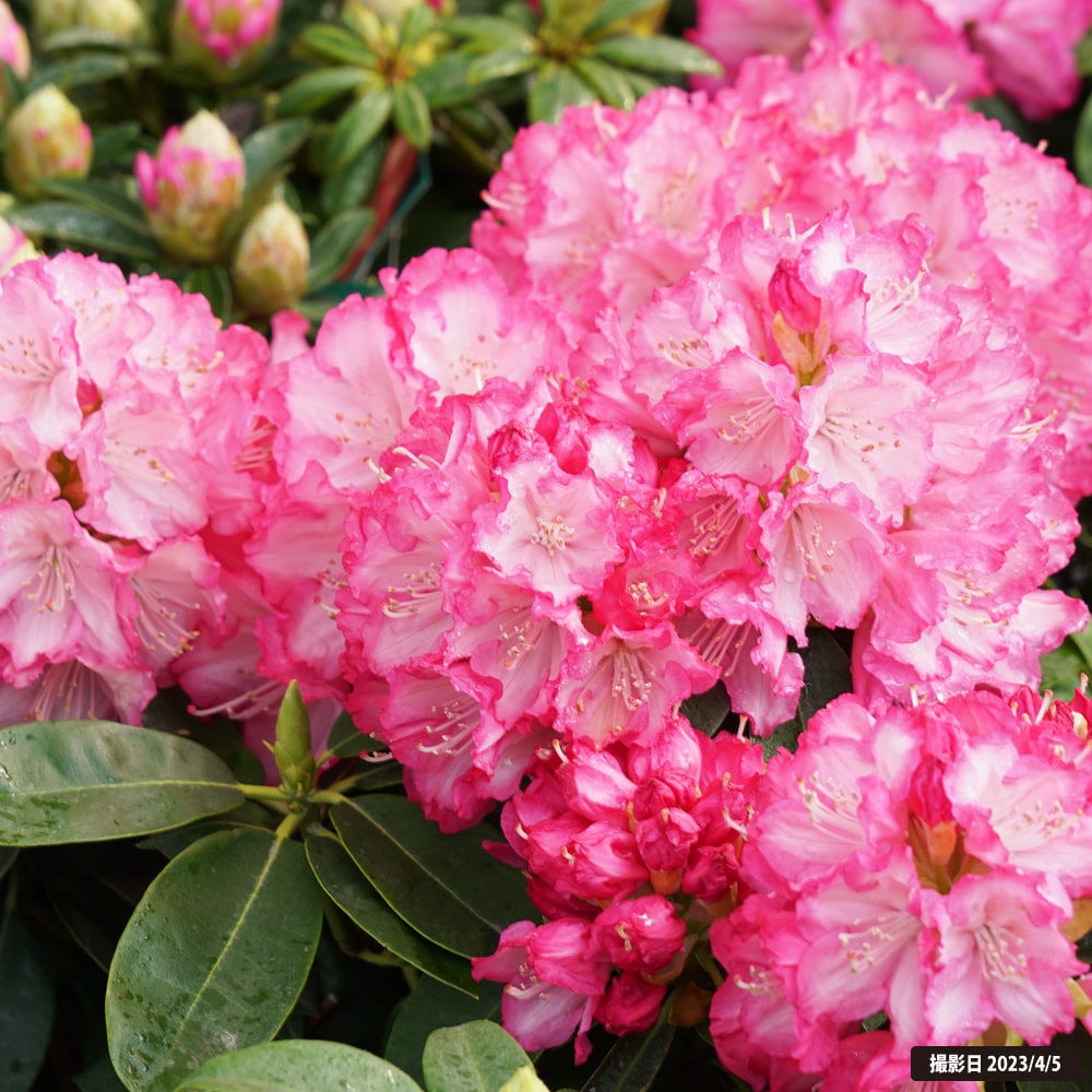 シャクナゲ 夢路 5