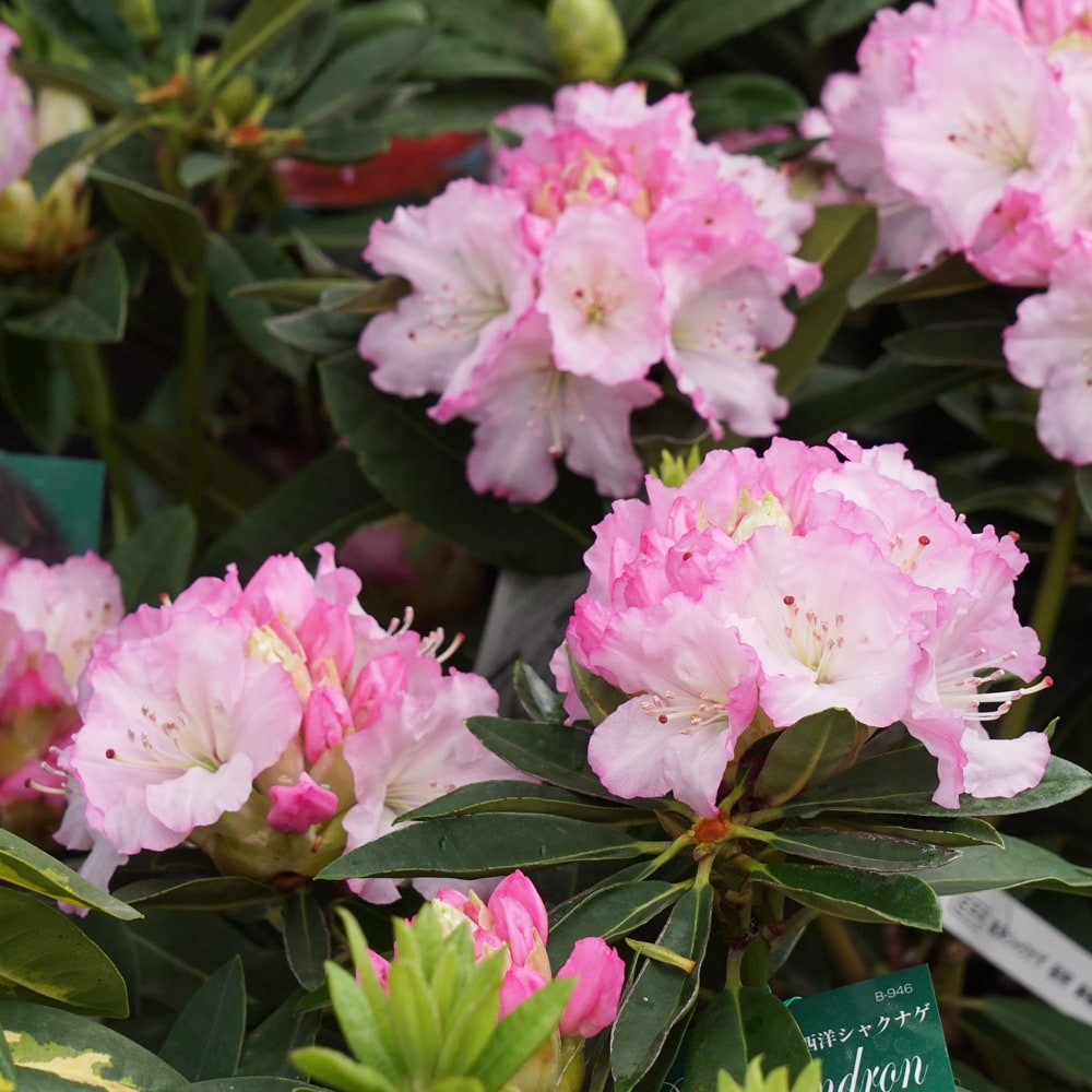 シャクナゲ 桜狩 1