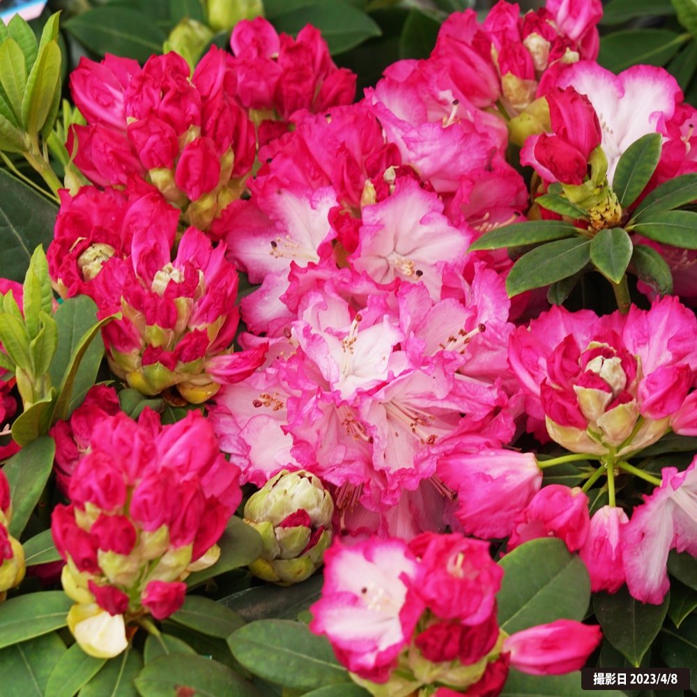 シャクナゲ リージェント 3