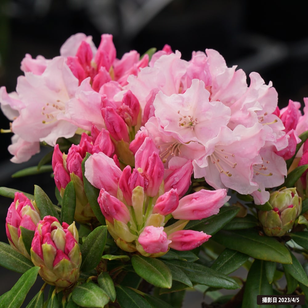 シャクナゲ ウェディングブーケ 4