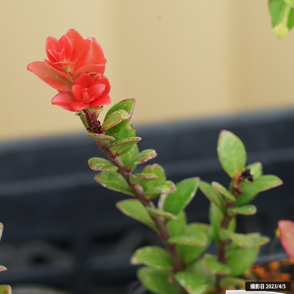 コケモモ ブータン 1