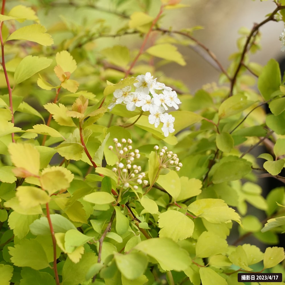 コデマリ 黄金葉 1