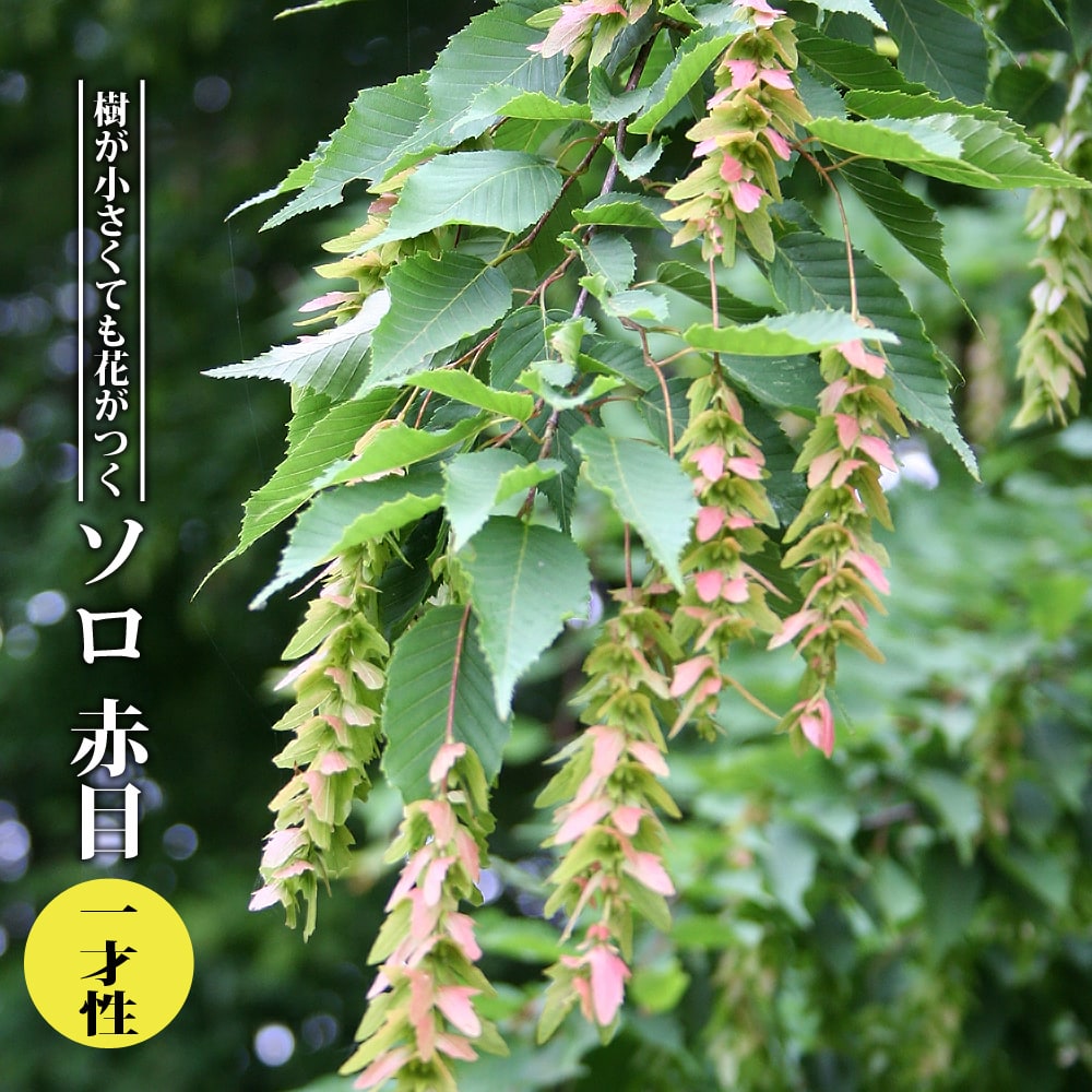 アカメソロ 一才性