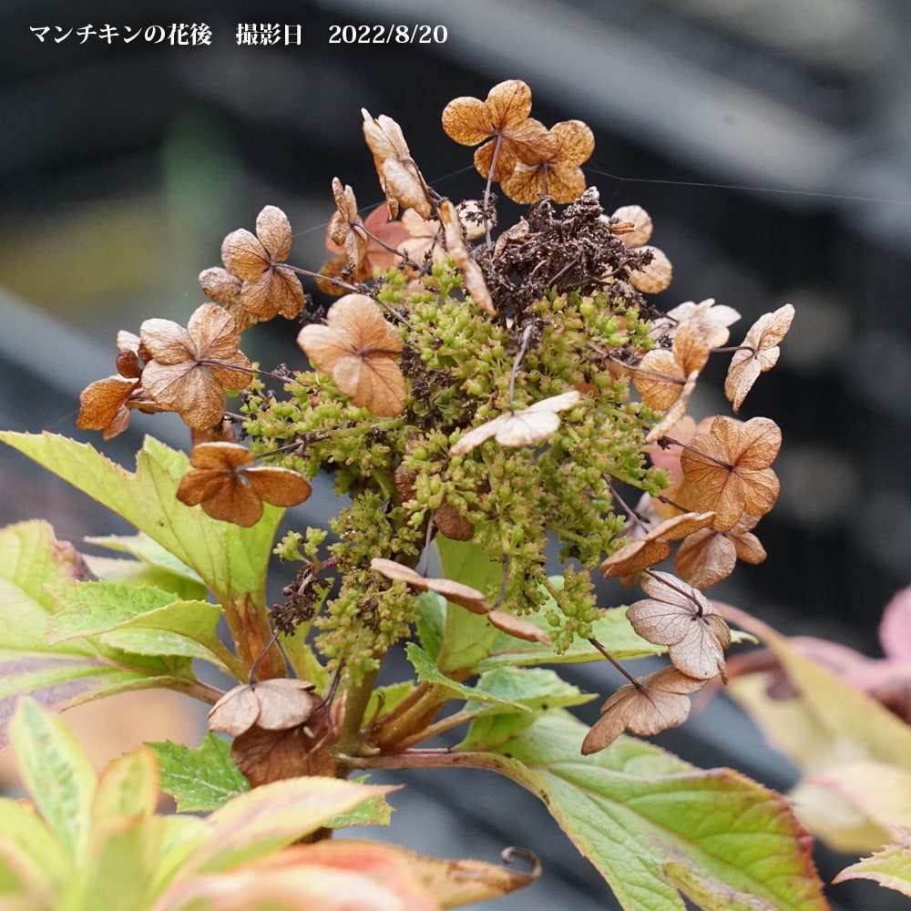 アジサイ マンチキン 1