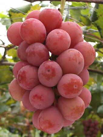 ブドウ クイーンニーナ