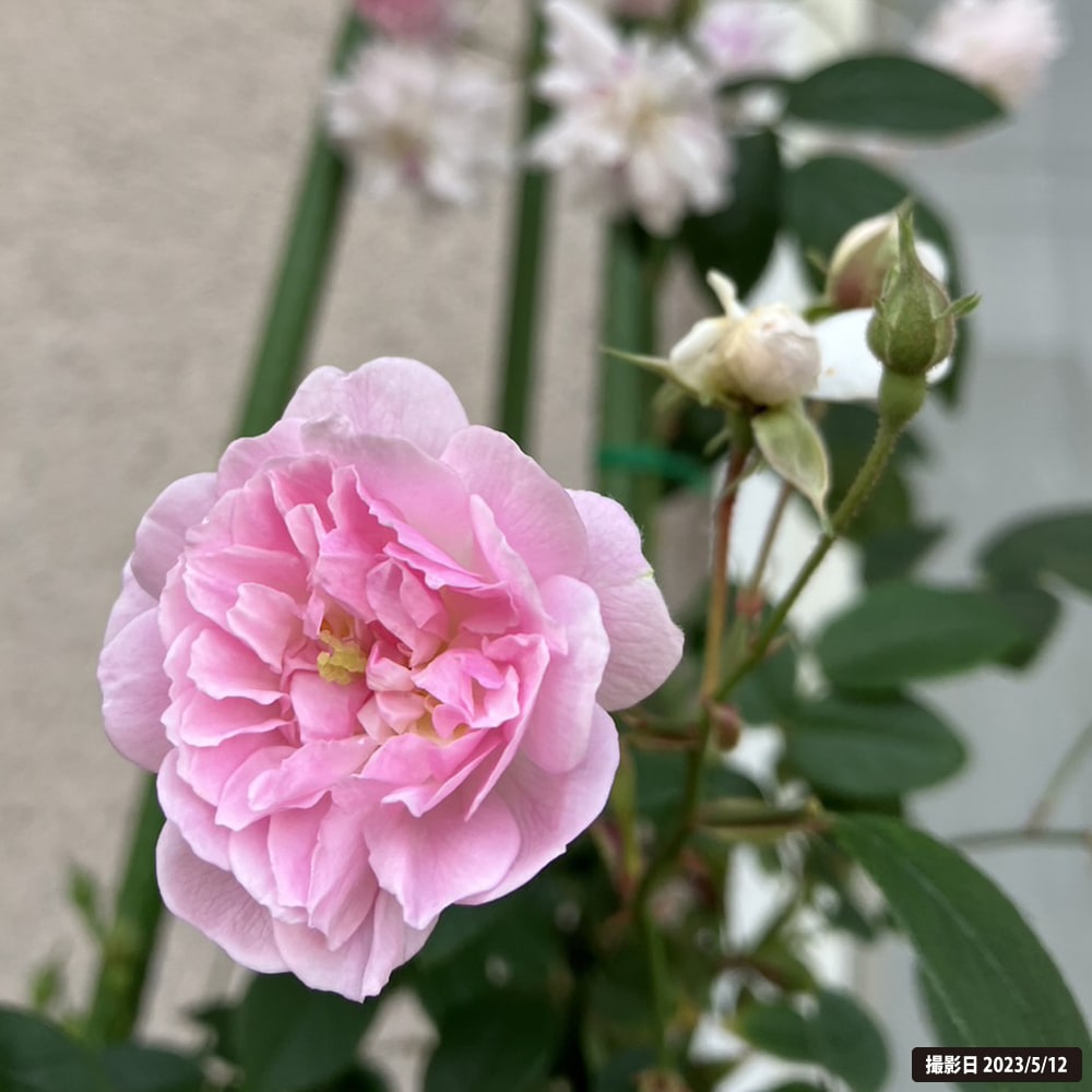 バラ ポールズヒマラヤンムスク 4