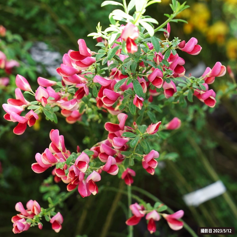 エニシダ ベニバナ 1