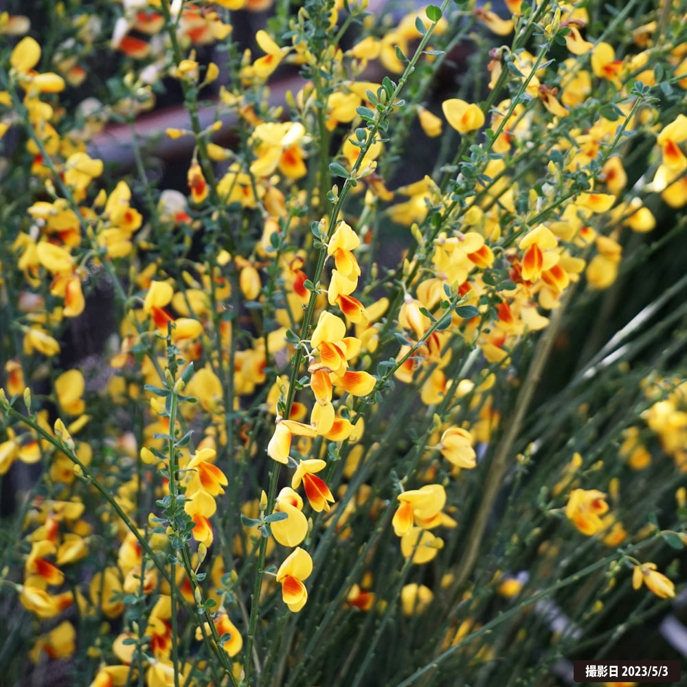 エニシダ ほおべに 1