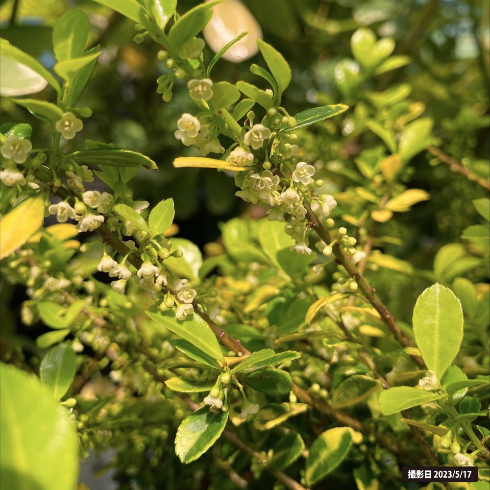 イヌツゲ ゴールデンジェム 2