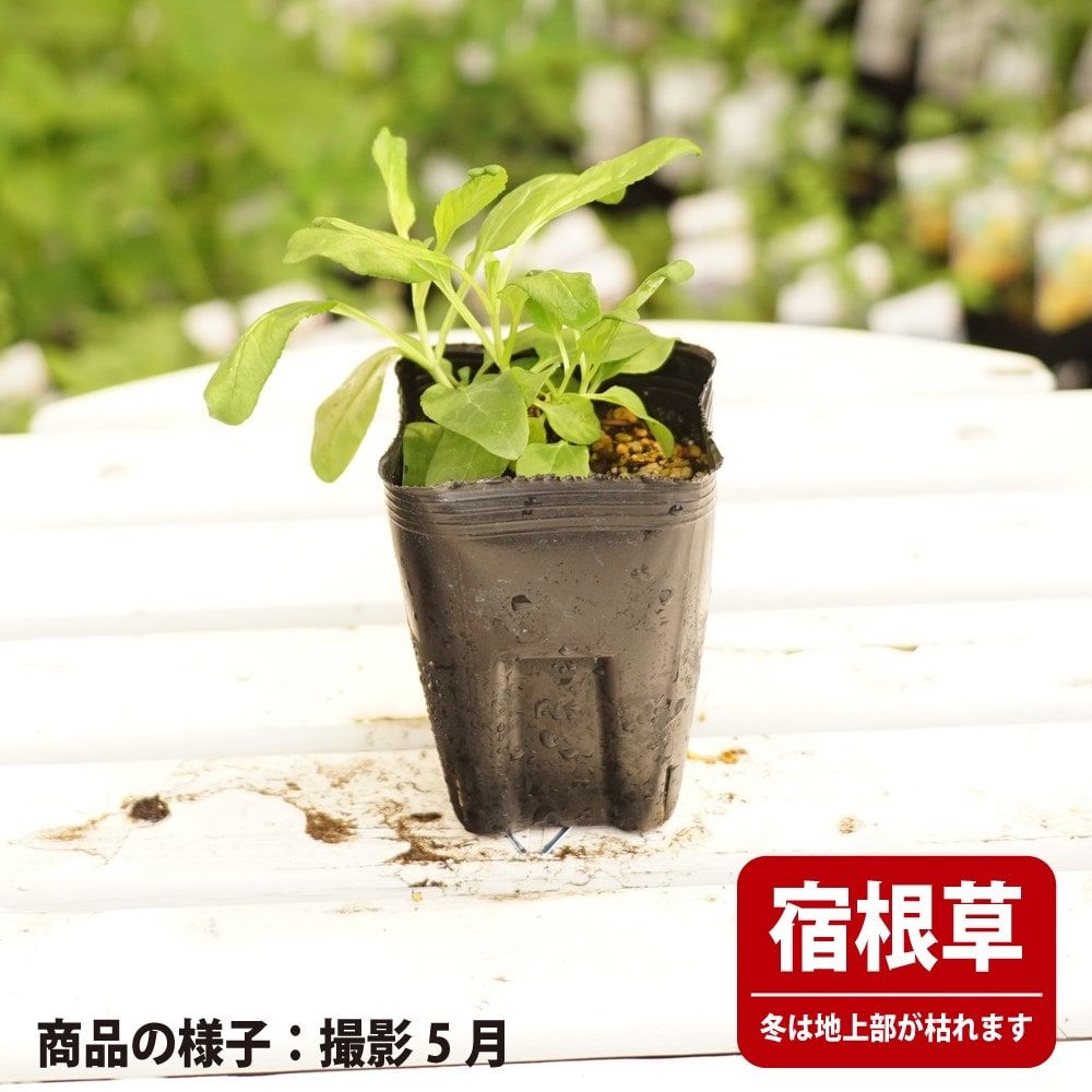 ベロニカ ピンクシェーズ 1