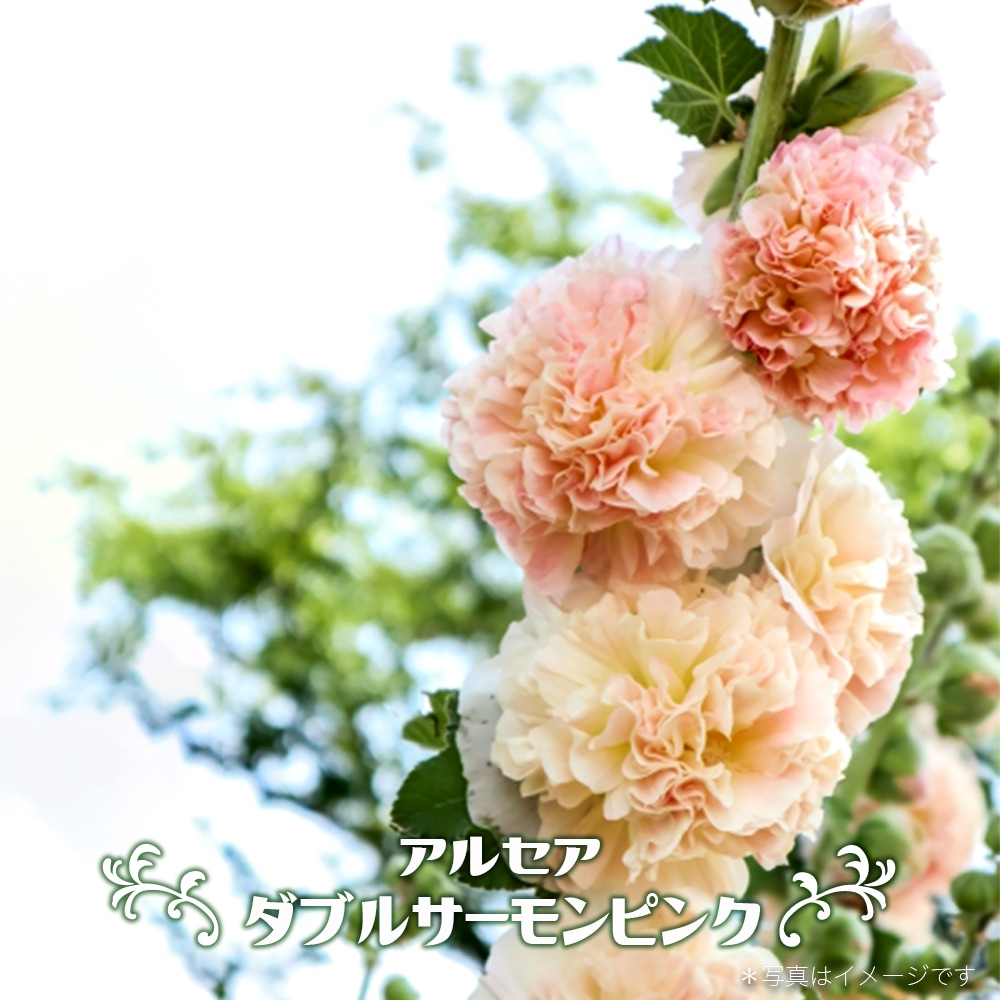 アルケア ダブルサーモンピンク 