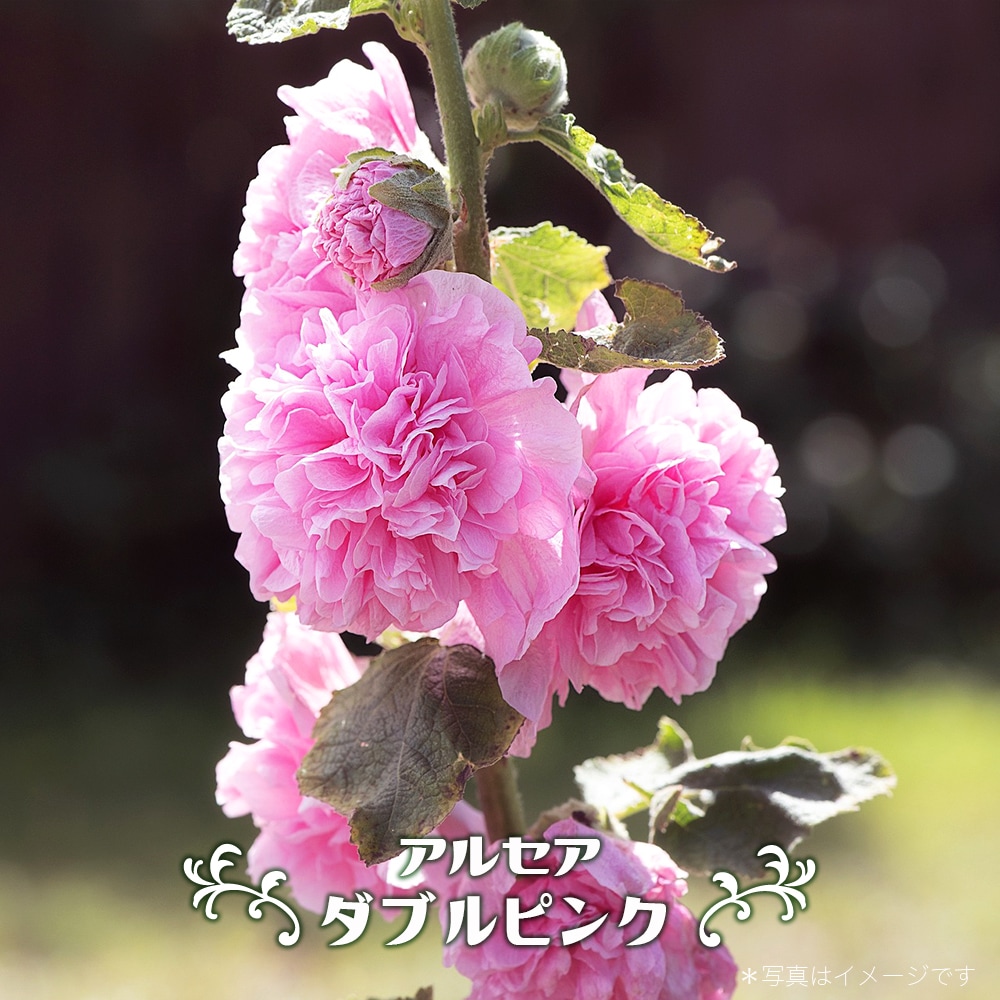 アルケア ダブルピンク 