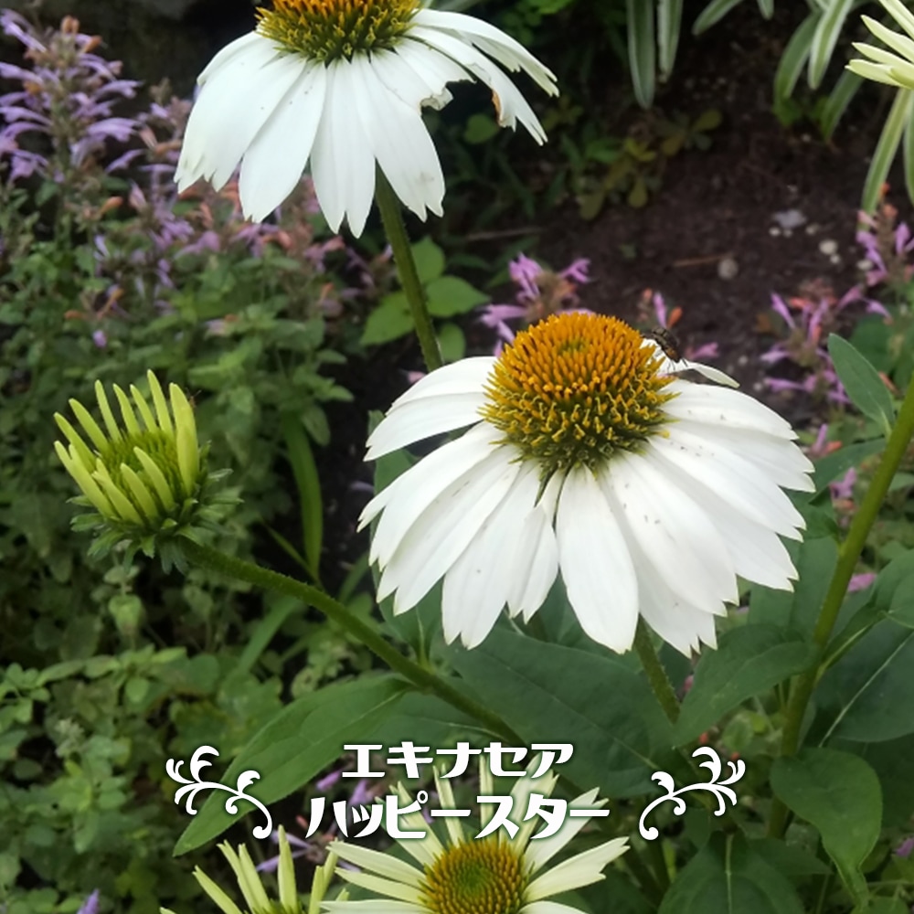 エキナセア ハッピースター 1