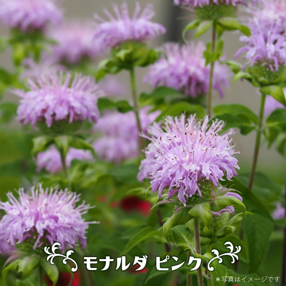 モナルダ ピンク 3