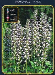 アカンサス モリス 宿根草
