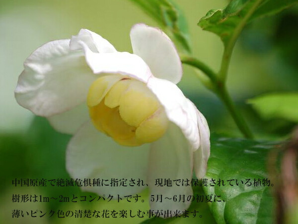 ナツロウバイ  2