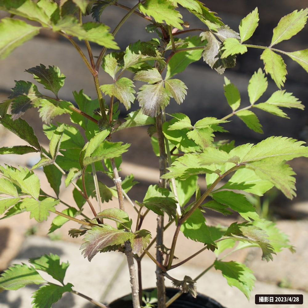 セイヨウニワトコ チョコレートマジパン 1