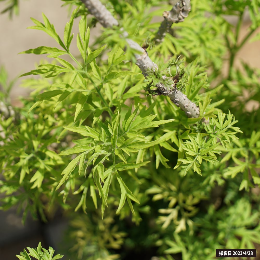 セイヨウニワトコ ゴールデンタワー 1