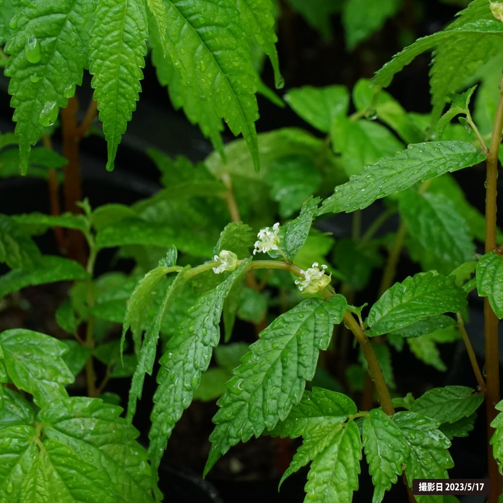 ウワバミソウ 1