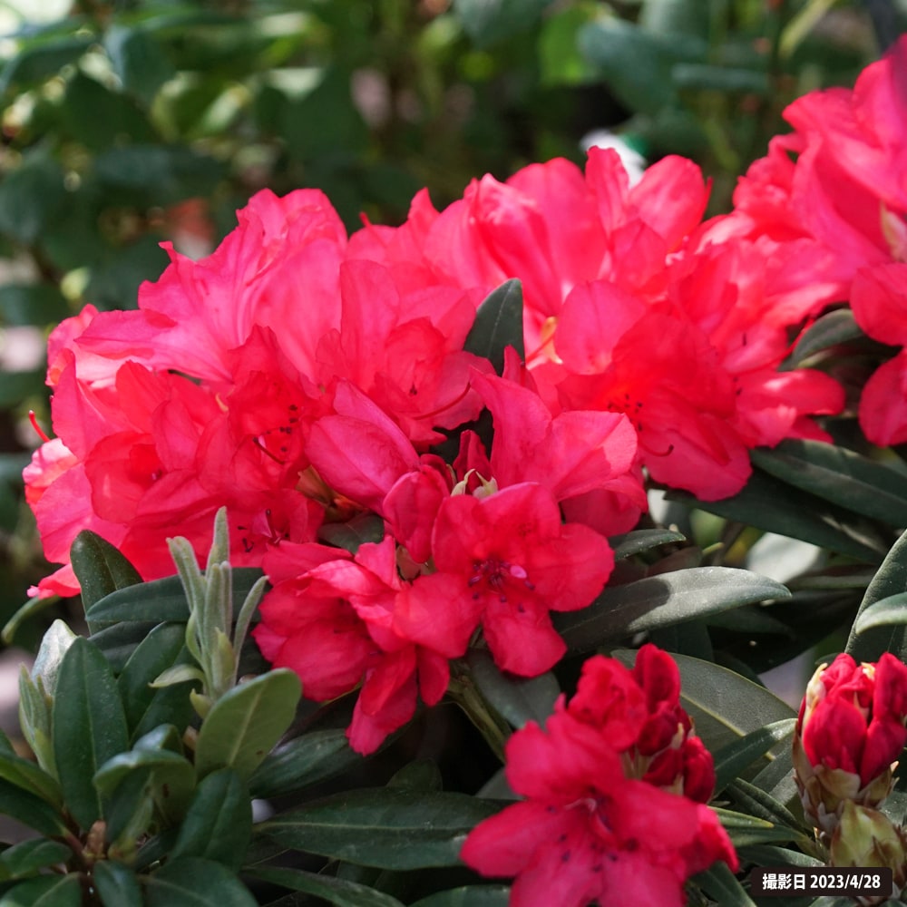 シャクナゲ アカネ 3