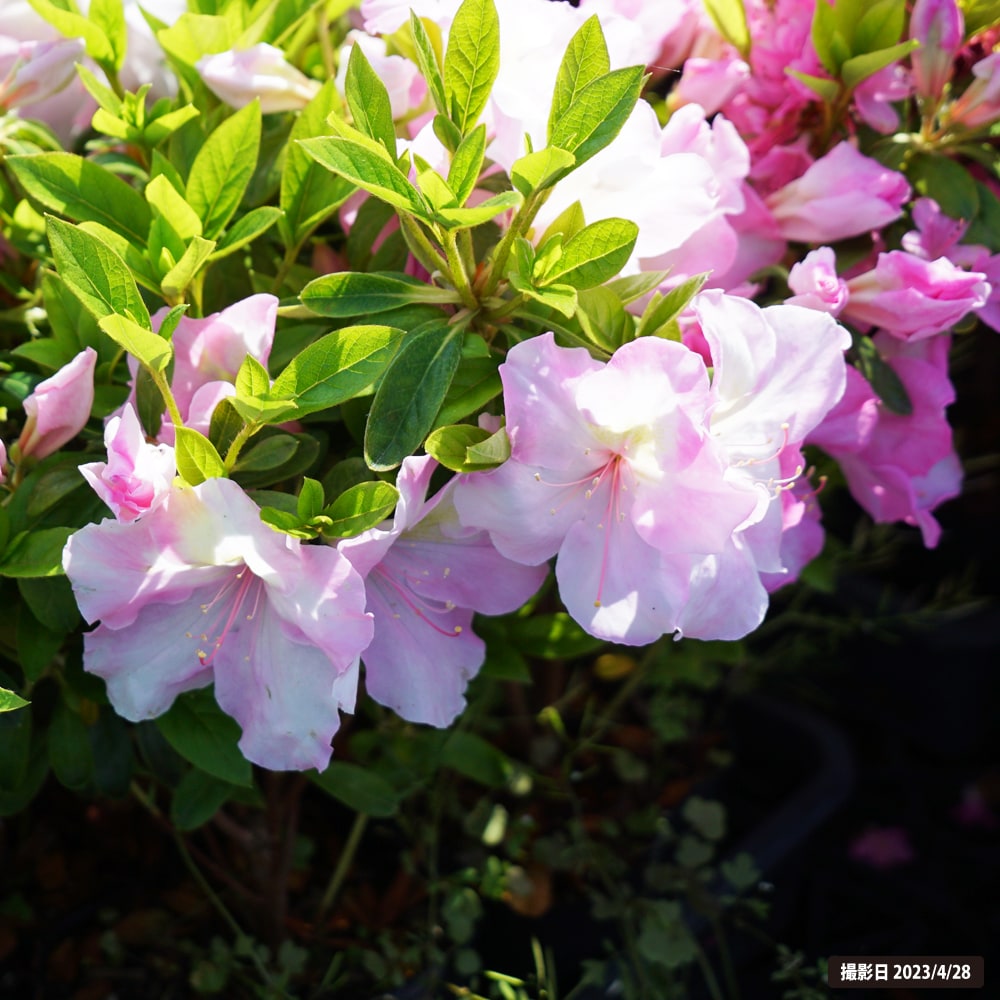 ツツジ 御代の栄 1