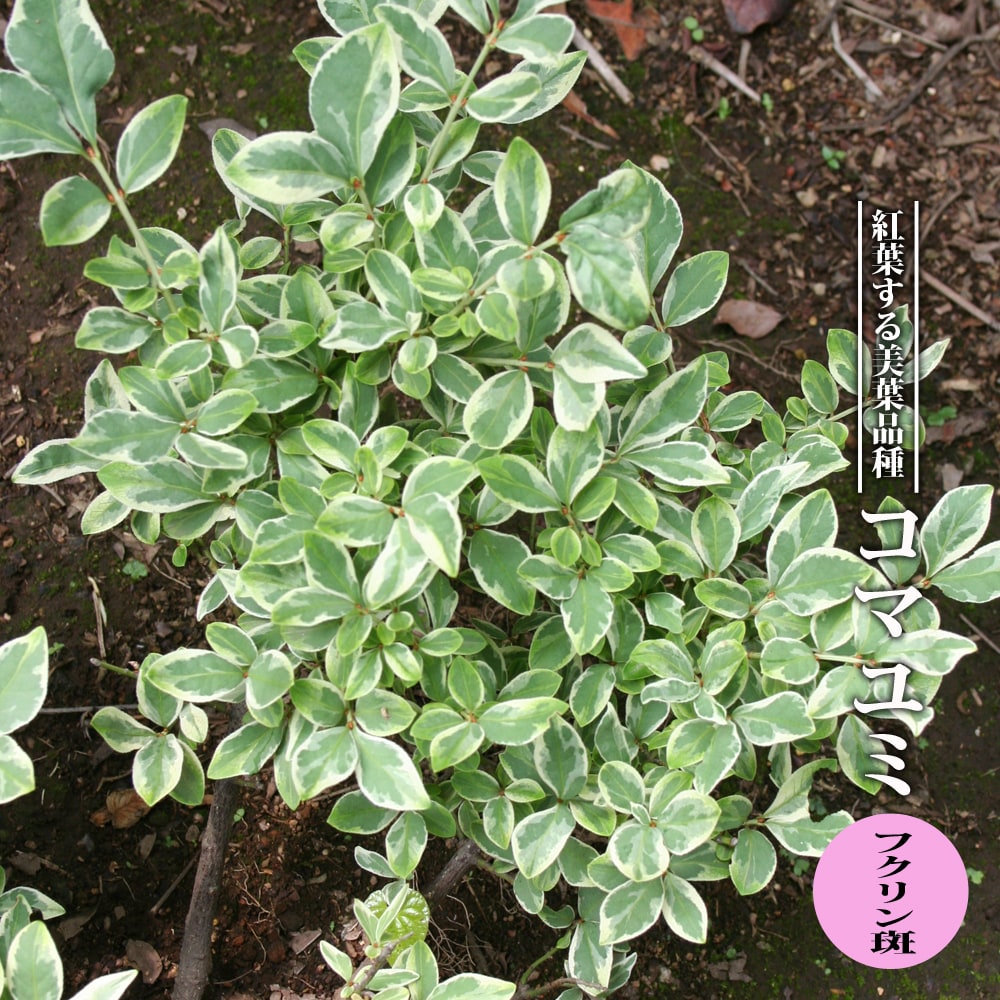 コマユミ　フクリン斑 