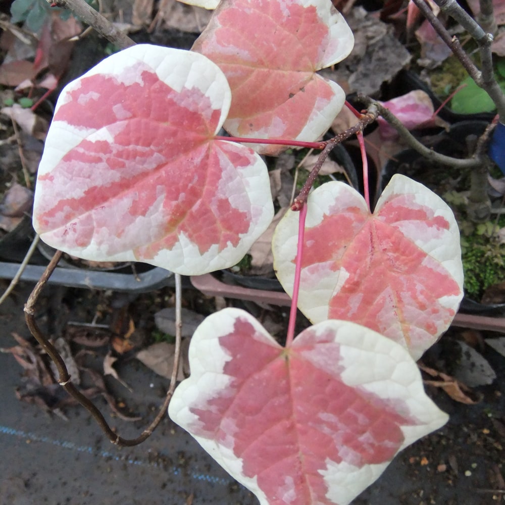 マルバノキ 恵那錦 1