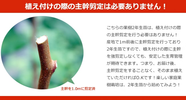 果樹　2年生　主幹剪定