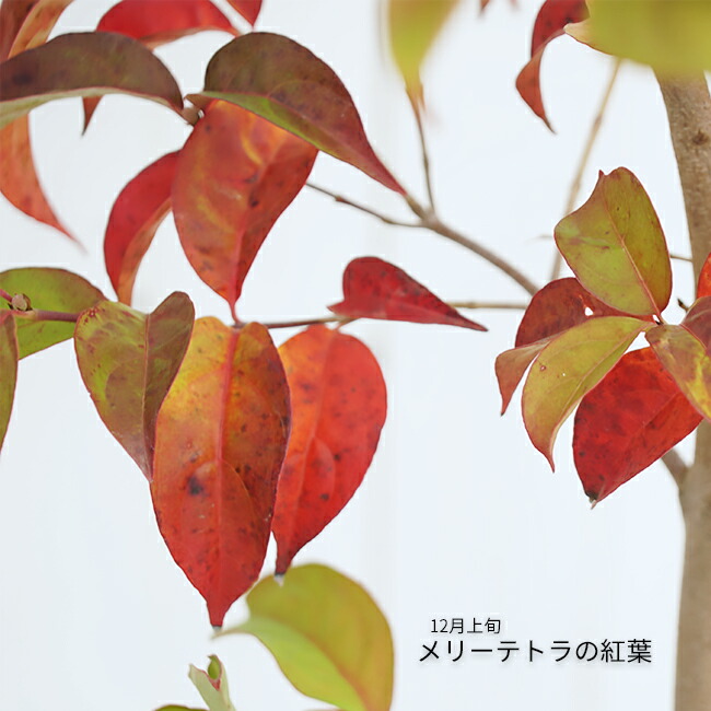 ヤマボウシ ブルーミングメリーテトラ 1