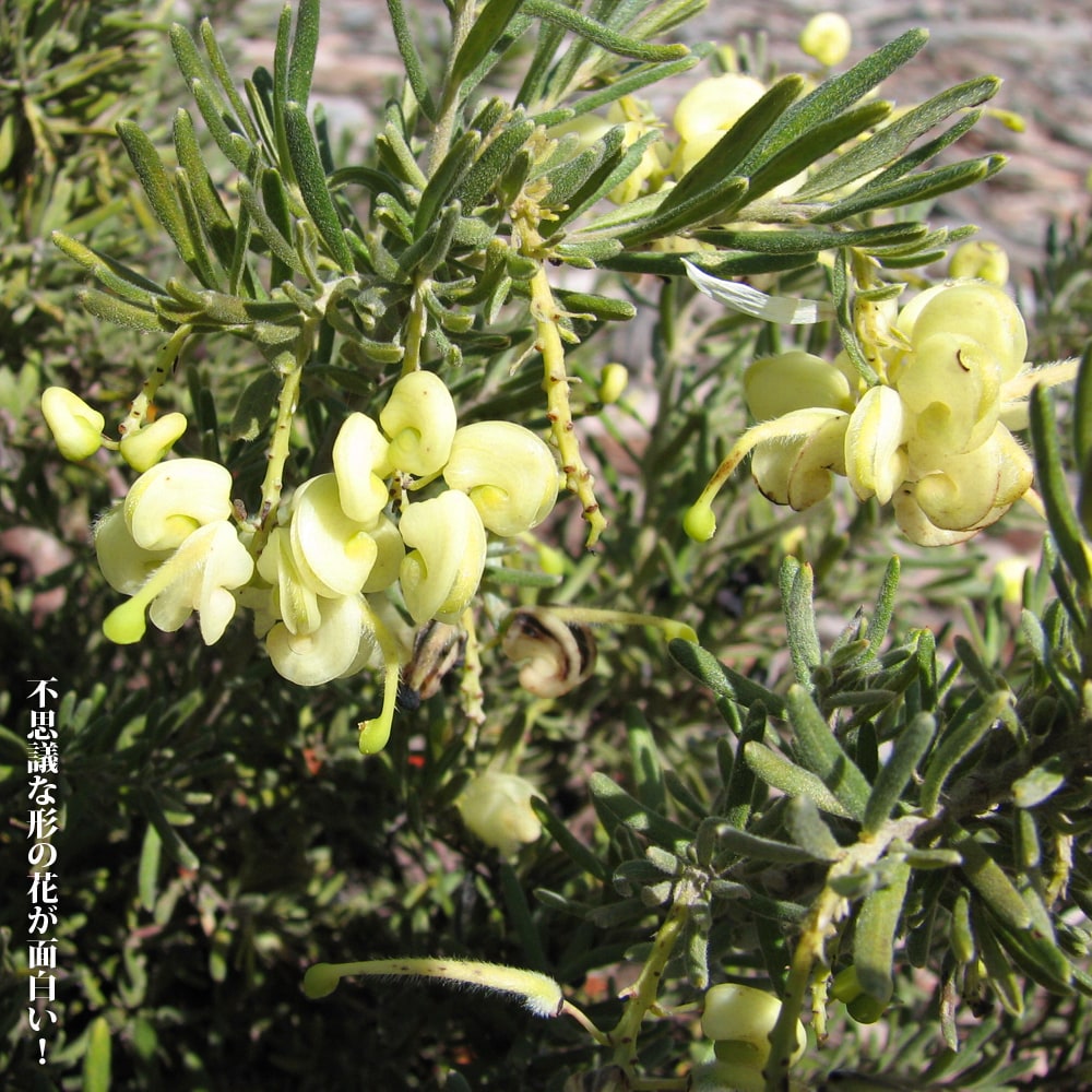 グレビレア ルテア 2